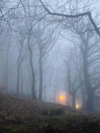 Bare trees in foggy weather