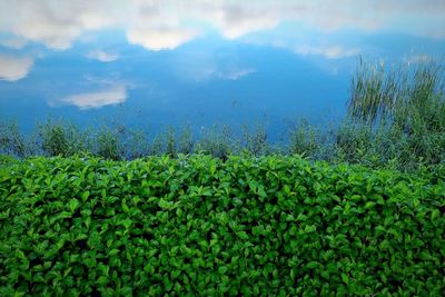plant