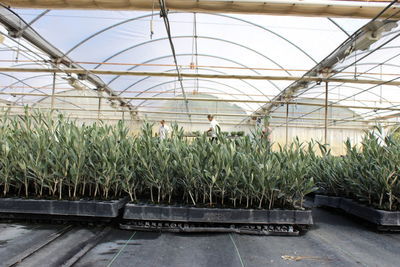 Plants growing in greenhouse