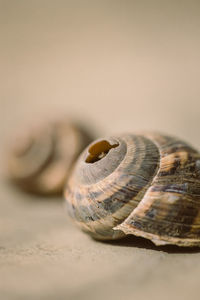 Close-up of snail