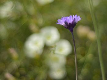 Close-up of purple flower blooming outdoors