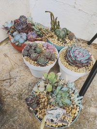 High angle view of potted plants on table