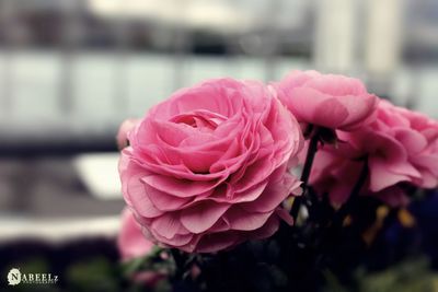 Close-up of pink rose blooming outdoors