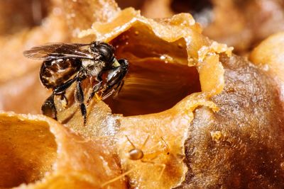 Close-up of stingless honey bee