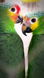 Close-up of parrot