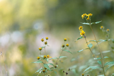 Close-up of yellow flowering plant