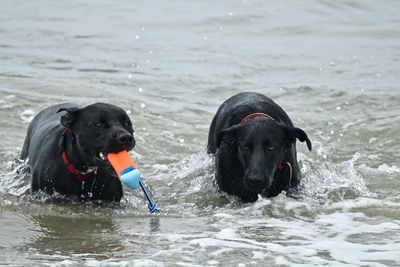 Black dog in a water