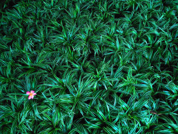 High angle view of flowering plants on field