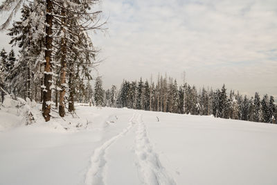 Snow covered land and trees against sky