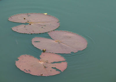 High angle view of lotus water lily in lake