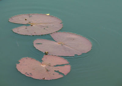 High angle view of lily pads floating in lake