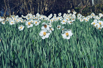 White daffodils blooming on field during sunny day