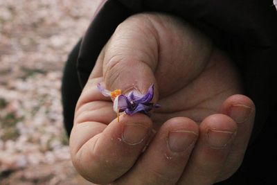 Close-up of hand holding small purple flower