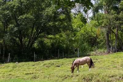 Horse grazing in a field