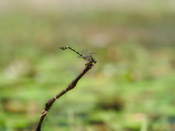 Close-up of a plant