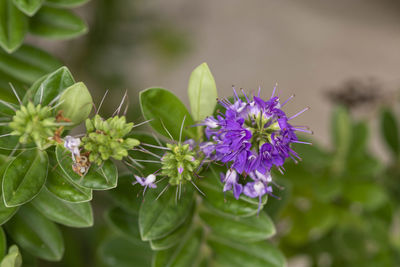 Close-up of purple flowering plant