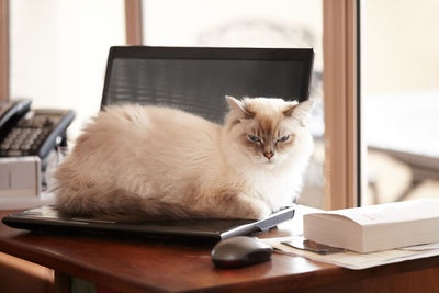 Portrait of cat on table