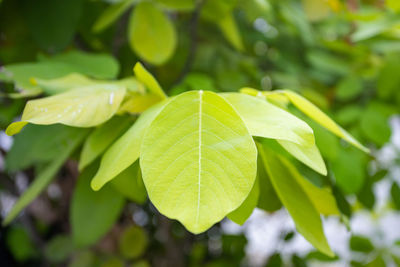 Close-up of green leaves