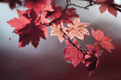 Close-up of maple leaves on tree during autumn