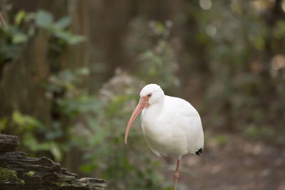 White ibis eudocimus albus