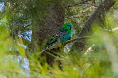 Bird perching on a tree