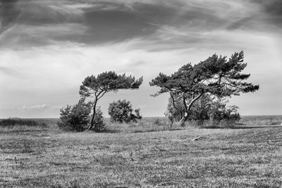 Trees on field against sky