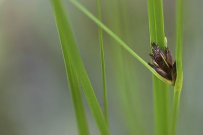 Close-up of damselfly on plant