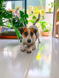 Portrait of dog sitting on tiled floor