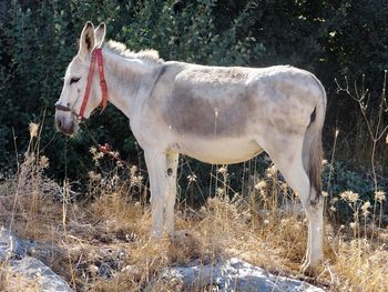 Side view of horse on field