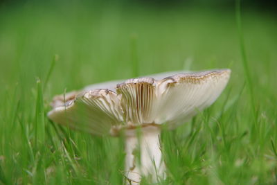 Close-up of mushroom growing on field