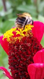 Close-up of bee pollinating on pink flower