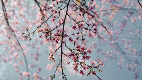 Low angle view of cherry blossom tree blooming in spring time - da lat - lam dong