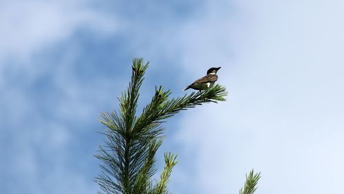 Low angle view of bird perched on a tree