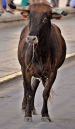 Close-up of horse standing in water