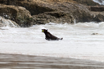 View of dog in water