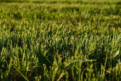 Full frame shot of grassy field