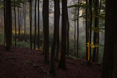 Low sun shines in a summer forest. a dark scene.