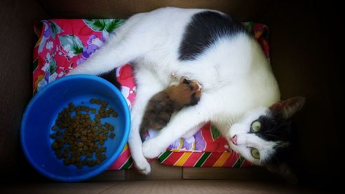 High angle view of cat at home