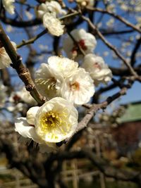 Close-up of apple blossoms in spring