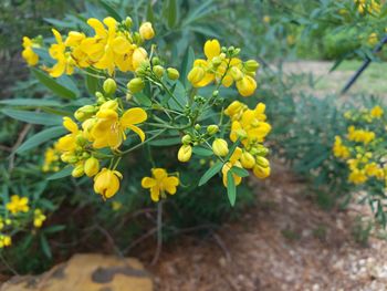 Close-up of yellow flowers