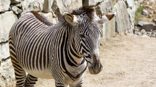 Zebras standing in zoo