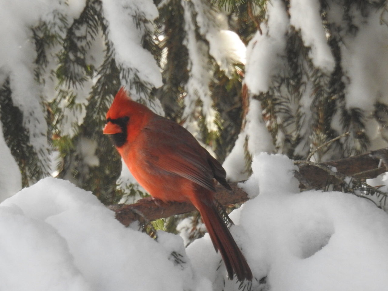 BIRD PERCHING ON SNOW COVERED PLANTS