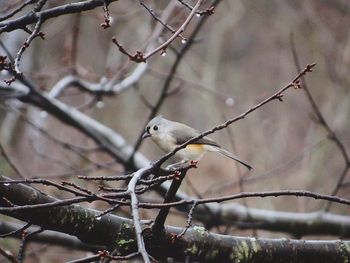 Bird perching on branch