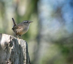 Close-up of bird perching on wood