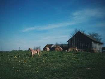 Cows grazing on field against sky