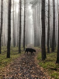 View of a horse in the forest