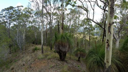 Panoramic shot of trees against sky