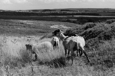 Horses grazing in a field