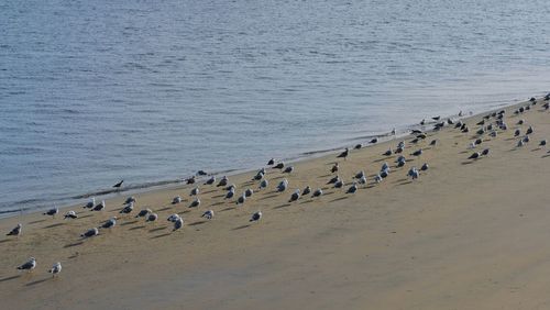 High angle view of birds on beach