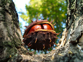 Close-up of insect on tree trunk
